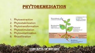 Phytoremediation Types of Phytoremediation Urdu Hindi Bioremediation Concepts of Botany [upl. by Bordy264]