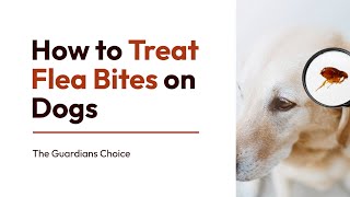 3 Simple Ways to Treat Flea Bites on Dogs  How to Treat Flea Bites on Dogs [upl. by Beare199]