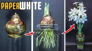 Growing Paperwhite Narcissus Flower From Bulb 48 Day Time Lapse [upl. by Esilana]