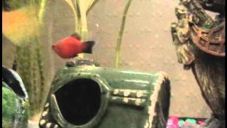 Platy Fish Mating Dance and Mating [upl. by Marbut864]