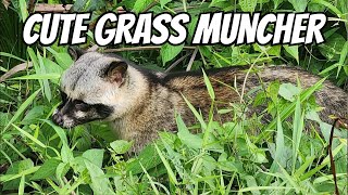 Cute Civet Cat Munching Grass [upl. by Sualohcin]