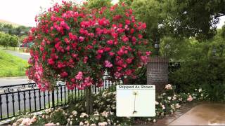 Cottage Farms 36quot Peach Rose Patio Tree with Jacque Gonzales [upl. by Seaman178]