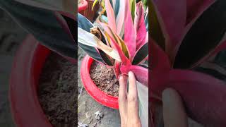 Tips for healthy Triostar plant How to protectPlants care and growth diy gardening reels fyp [upl. by Renny]