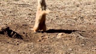 Prairie Dogs JumpYip [upl. by Sikras105]