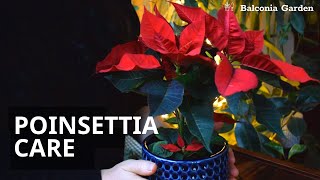 How To Care For Poinsettias  Watering Light Temps and More  Balconia Garden [upl. by Nnaerb]