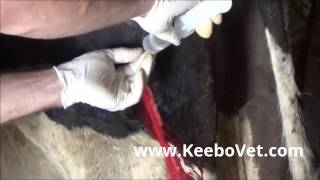 Surgical Removal of Massive Deep Abscess from the Left Leg of the Dairy Cow [upl. by Padgett]