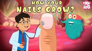 How Your Nails Grow  The Dr Binocs Show  Best Learning Videos For Kids  Peekaboo Kidz [upl. by Alhan]