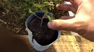 PLANTS DE TOMATES SOUS SERRE amp ABRI [upl. by Patrizius]