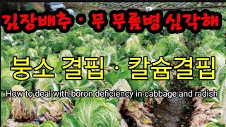 무ㆍ김장배추 무름병 심각 서둘러 대처하세요 How to deal with boron deficiency in cabbage and radish [upl. by Abbi]