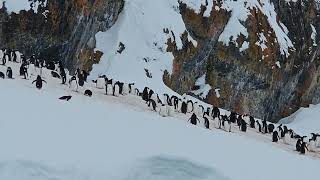 ice world and gentoo penguin Antarctica [upl. by Newberry]