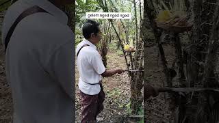 Tumpek warige tumpek ngatag hindu bali shortsvideo [upl. by Mikal]