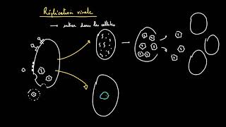 La réplication virale  les cycles lytique et lysogénique [upl. by Sisi]