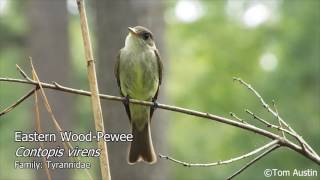 A sample of the Flycatchers of South Carolina [upl. by Arinay425]