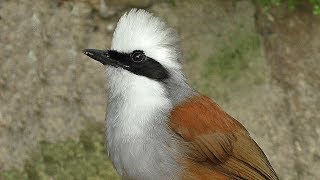 White Crested Laughingthrush Bird [upl. by Doggett]