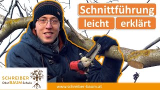 Der richtige Schnitt  die beste Schnittführung beim Obstbaumschnitt für alle Obstarten  große Äste [upl. by Sellig666]