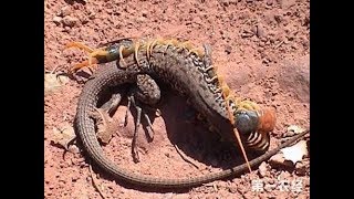 Giant Centipede Vs Snake  A Huge Centipede Fighting A Snake [upl. by Reinald809]