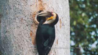 Wreathed hornbill [upl. by Gris]