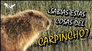 Algunos datos que no sabías del CARPINCHO  CAPIBARA‼️ [upl. by Eiznik198]