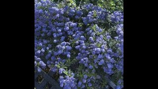 Ceanothus  One of the best BEE FRIENDLY shrubs you can get [upl. by Berne]