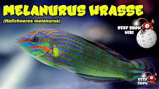 Reef Show Wiki Melanurus Wrasse [upl. by Ietta686]