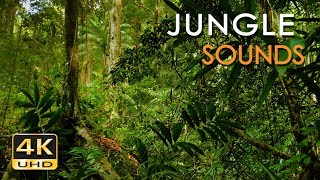 4K Jungle Sounds  Exotic Birds Singing  Tropical Forest  Relaxing Nature Video  Ultra HD  2160p [upl. by Philander]