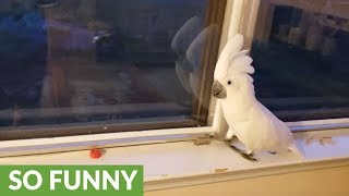 Cockatoo literally freaks out when owner comes home [upl. by Aidaas743]