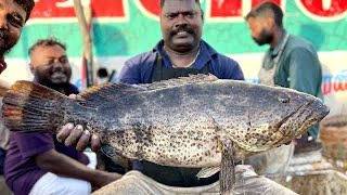 KASIMEDU SPEED SELVAM GROUPER FISH CUTTING 💥IN KASIMEDU FISH CUTTING 🔥 [upl. by Arrehs749]