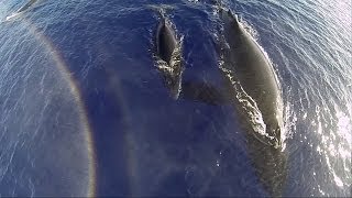 GoPro Humpback Whales From A Drone [upl. by Alyahc]