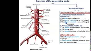 Arteries of the Thorax  Dr Ahmed Farid [upl. by Kinsman315]