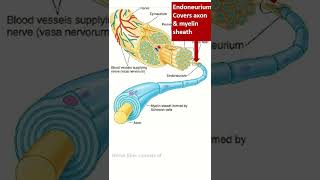 Organization of peripheral nerve shorts nerve pns [upl. by Kinnard]