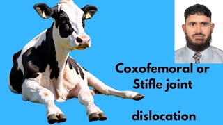 Coxofemoral joint dislocation  Hip luxation in cattle Veterinary orthopedics [upl. by Annayhs]