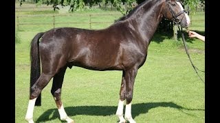 wwwsporthorsesonlinecom 2009 Hanoverian stallion by Sir Donnerhall SOLD [upl. by Valenba]