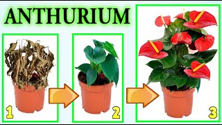 ANTHURIUM TUTTI I TRUCCHI E SEGRETI PER CURARLO FARLO quotRESUSCITAREquot FIORIRE ANTHURIUM PLANT CARE [upl. by Cahilly273]