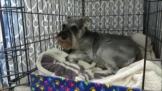 Mozzie Has Cyst Removed amp Dental  Dog Mom Life [upl. by Maridel]