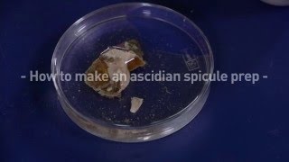 How to make an ascidian spicule prep [upl. by Jacobsen]