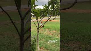 These Two Hummingbirds Are Here Everyday Florida Wildlife Bird Lifestyle [upl. by Mareah904]