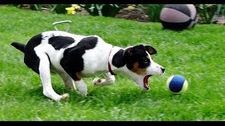 Puppies Playing With Balls Compilation 2014 NEW [upl. by Kora]