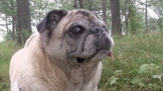 Cutest Pug Moments with Clara de Pug [upl. by Sanburn27]