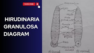 hirudinaria granulosa diagram ।। how to draw hirudinaria granulosa diagram ।। [upl. by Bille592]