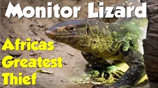 BBC Wildlife  Monitor Lizard  Africas Greatest Thief [upl. by Iral648]