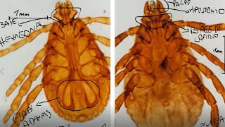 Rhipicephalus sanguineus prática parasitologia macho e fêmea classificações morfológicas [upl. by Kreg]