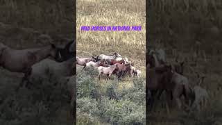 Wild Horses of North Dakota [upl. by Gabbie]