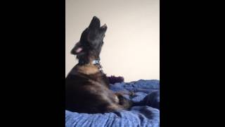 Dog howling like a Wolf [upl. by Sedlik]