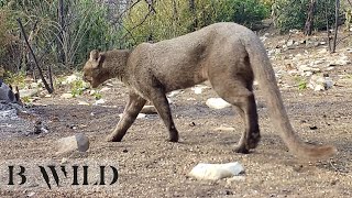 Mexico Wildlife Jaguarundi Onza Javelina Deer CaraCara Gray Fox Rattle Snake  Trail Cam Art [upl. by Kelton]