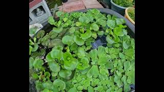 Pond Plants 7224 [upl. by Naujuj]