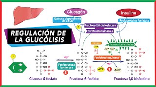 Regulación alostérica y hormonal de la glucólisis [upl. by Anelaj958]