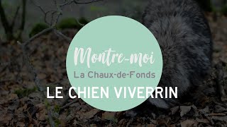 Montremoi La ChauxdeFonds  Le chien viverrin [upl. by Raffaello848]