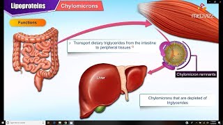 Lipoproteins and Apolipoproteins  Structure  function and metabolism  Medical Biochemistry [upl. by Parnas468]