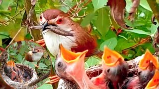 Common nightingale Birds Caring for young babies in the nest  Review Birds News [upl. by Faustina123]