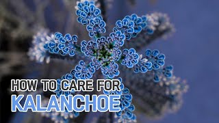 BEST TIPS  HOW TO GROW AND CARE FOR KALANCHOE PLANTS [upl. by Cira]